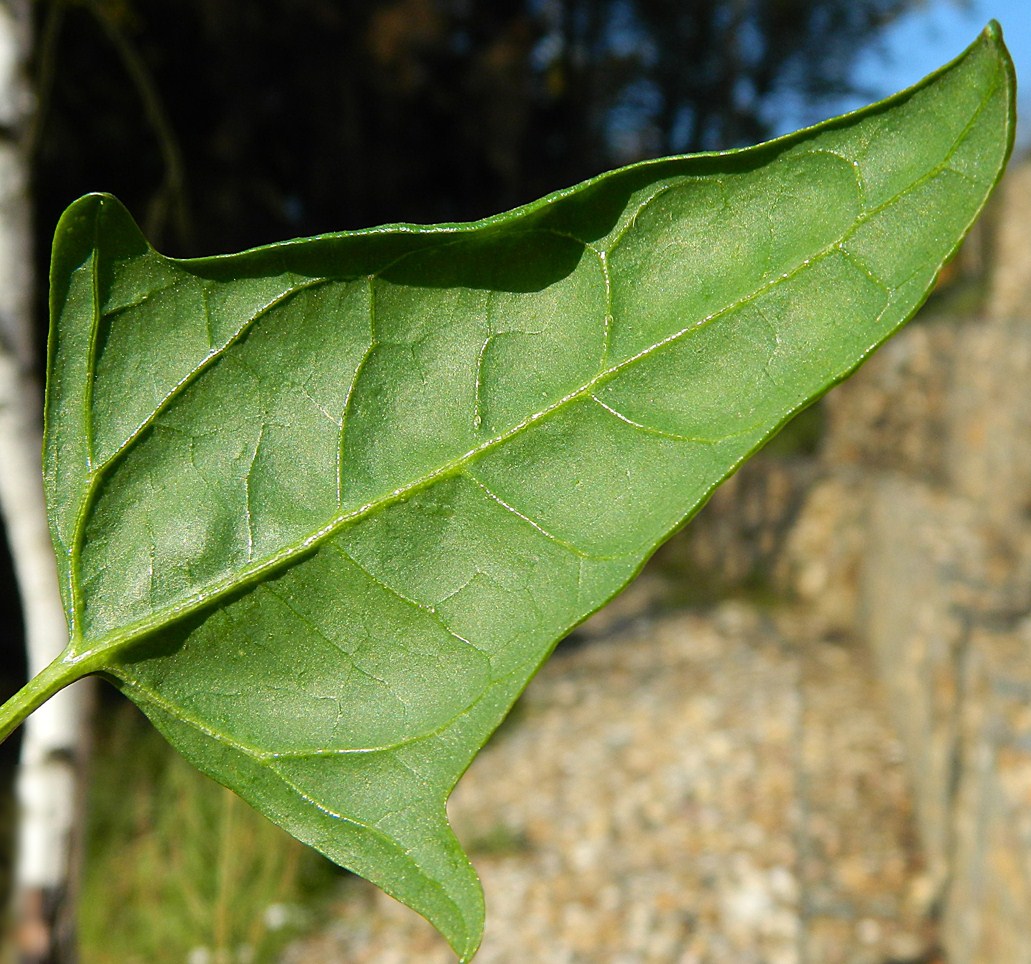 Изображение особи Atriplex prostrata.