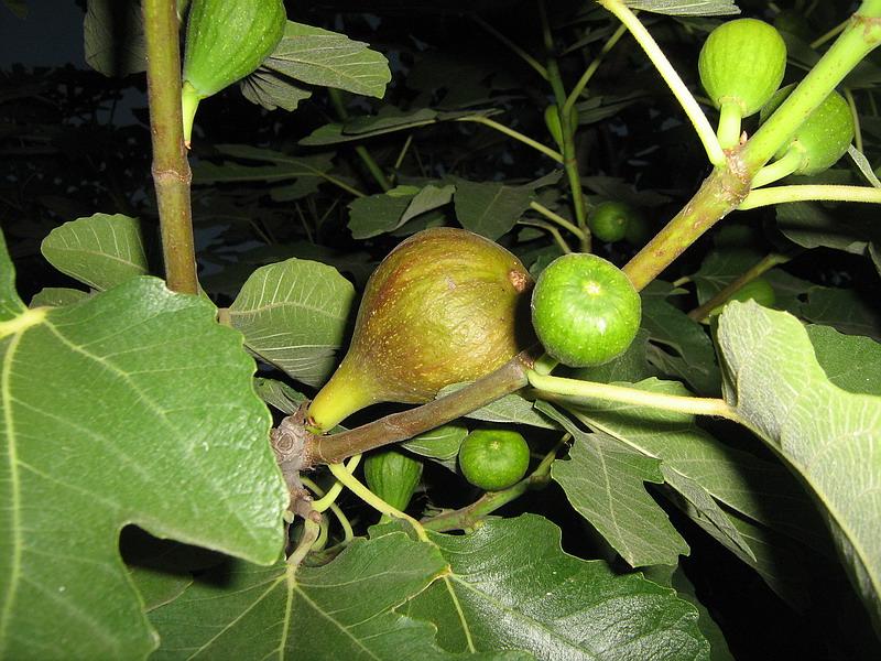 Image of Ficus carica specimen.