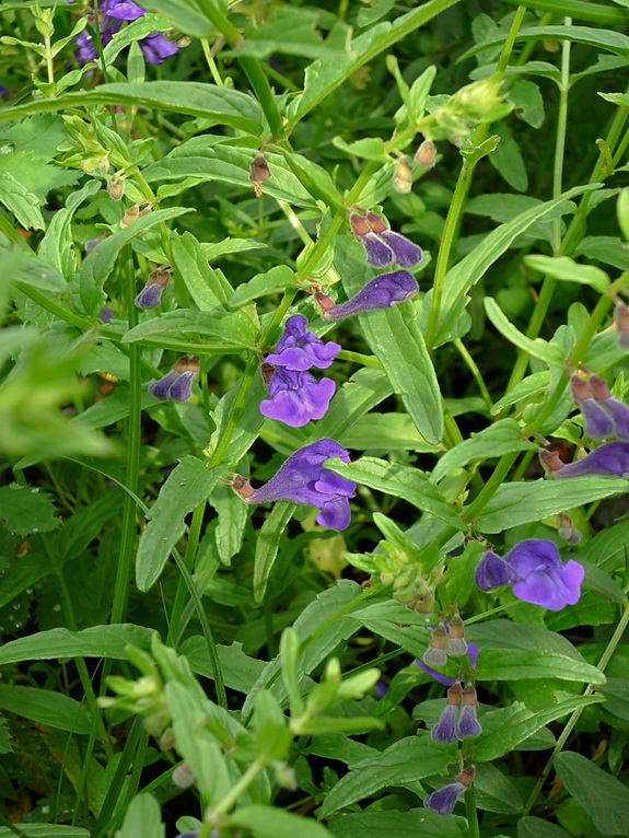 Изображение особи Scutellaria scordiifolia.