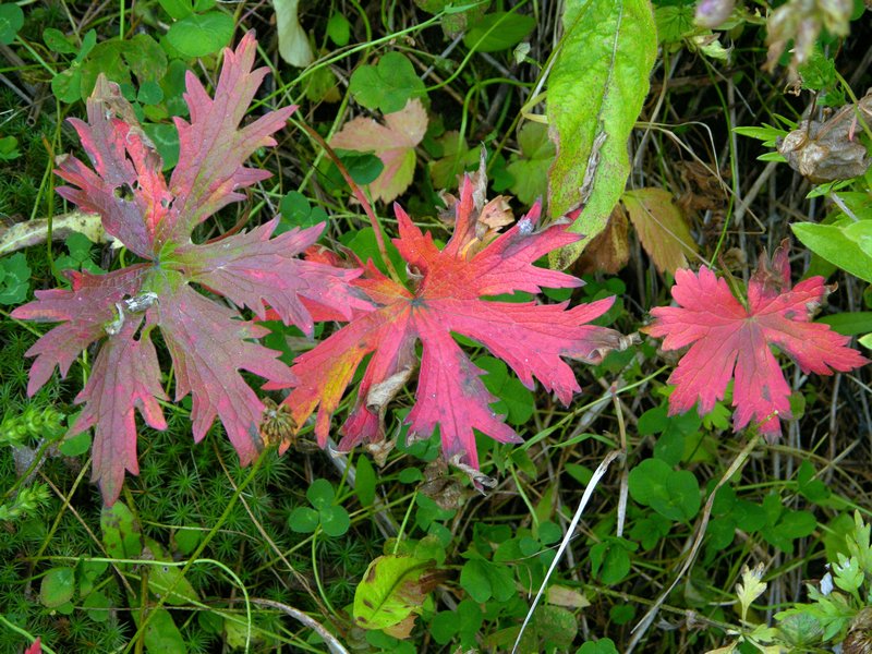 Image of Geranium erianthum specimen.