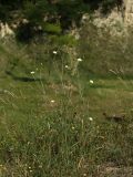 Scabiosa ochroleuca. Цветущее растение на краю заброшенного карьера. Белгородская обл., пос. Борисовка. 28.06.2009.