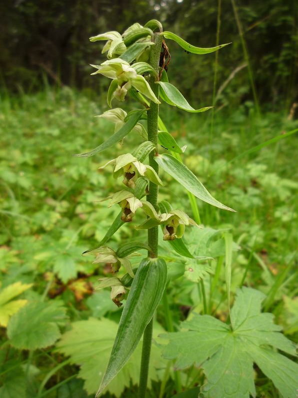 Изображение особи Epipactis helleborine.