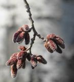 genus Populus. Ветвь с распускающиемися соцветиями. Краснодарский край, Кущёвский р-н, станица Шкуринская. Апрель 2009 г.