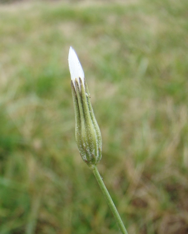 Image of Chondrilla graminea specimen.