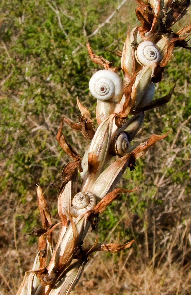 Image of Anacamptis sancta specimen.