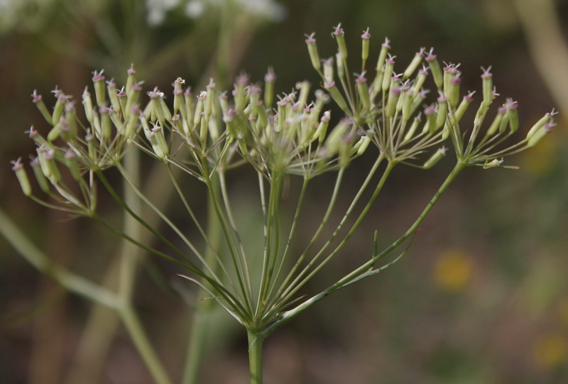 Image of Falcaria vulgaris specimen.