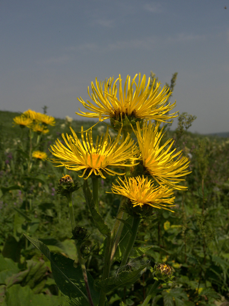 Image of Inula helenium specimen.