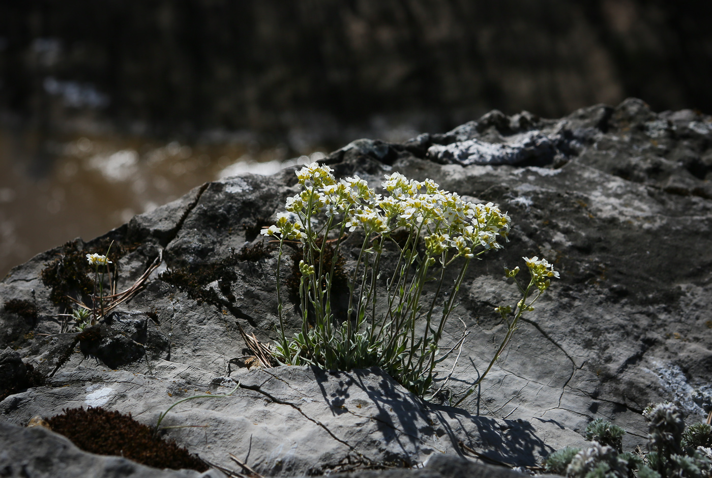 Image of Schivereckia podolica specimen.