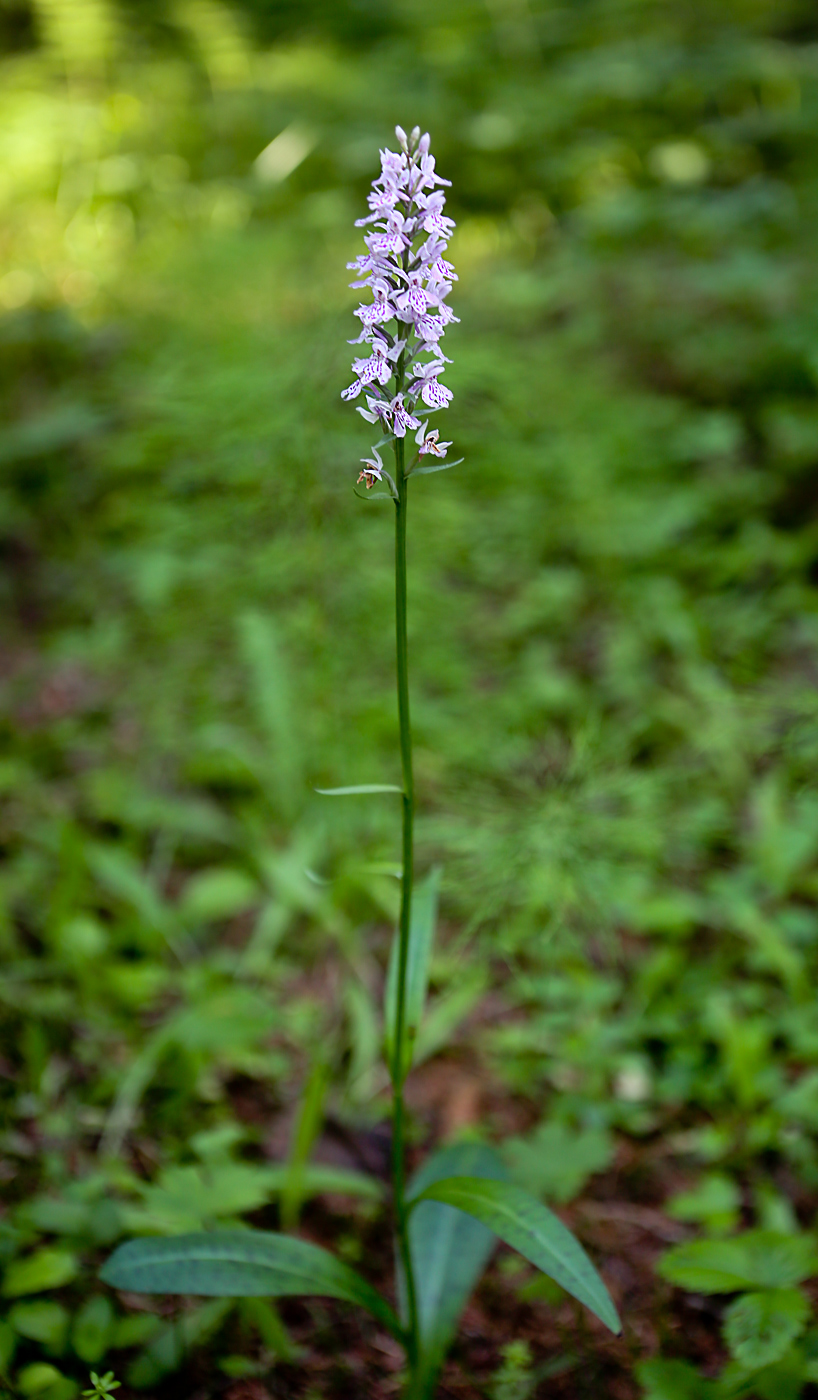 Изображение особи Dactylorhiza fuchsii.