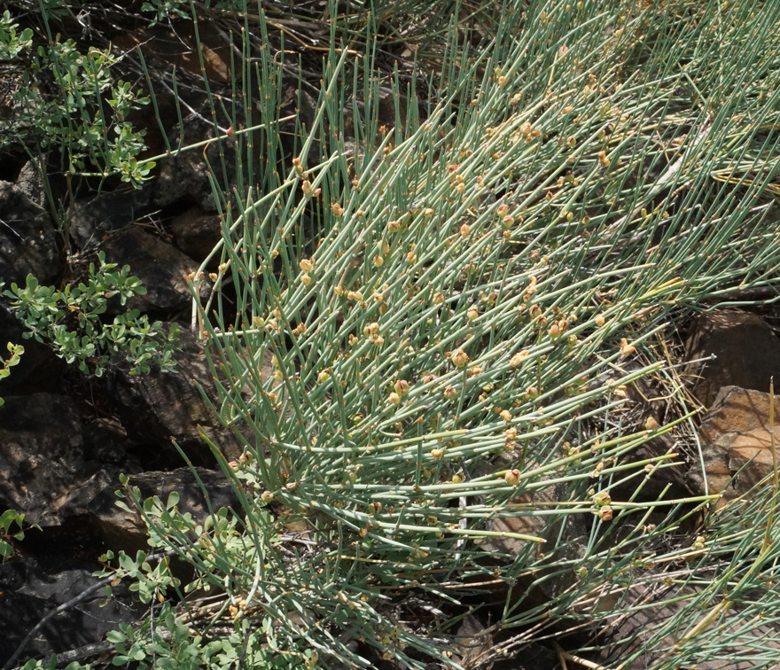 Image of Ephedra equisetina specimen.