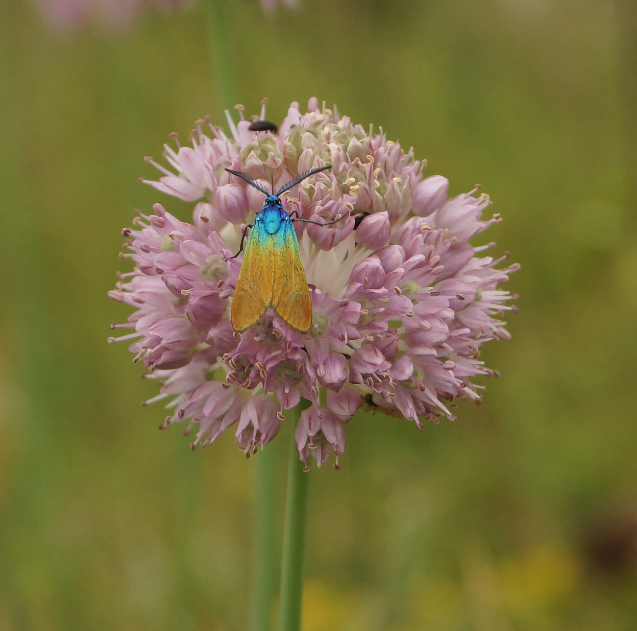 Image of Allium strictum specimen.