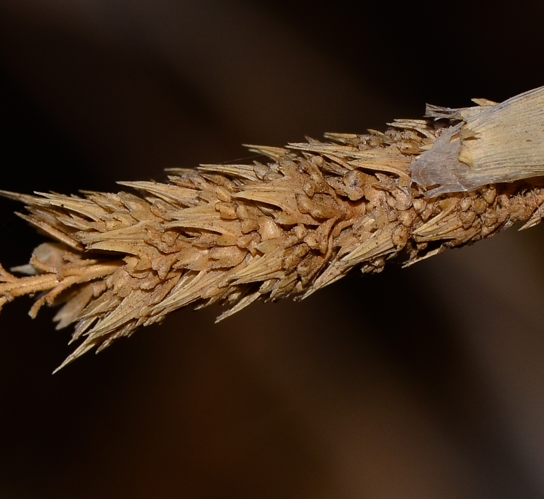 Изображение особи Phalaris paradoxa.