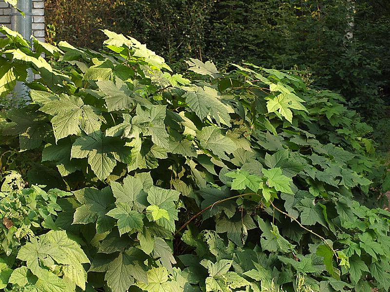 Image of Rubus odoratus specimen.