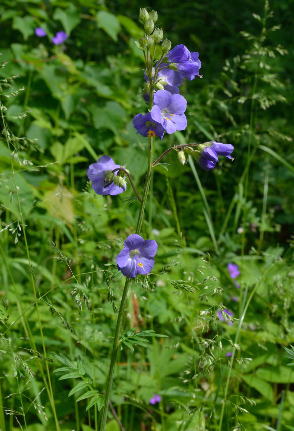 Image of Polemonium caeruleum specimen.