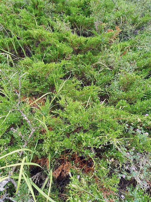 Image of Juniperus sabina specimen.