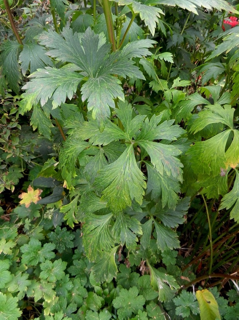 Image of Aconitum bodinieri specimen.