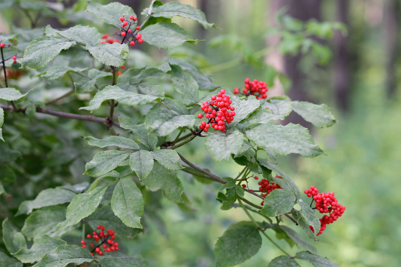 Изображение особи Sambucus racemosa.