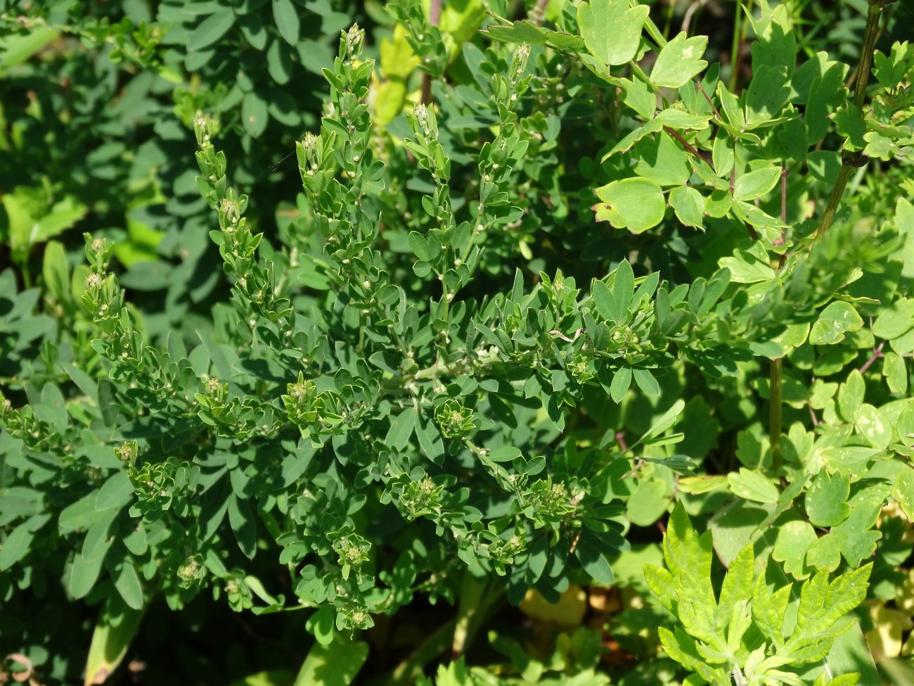 Image of Lespedeza juncea specimen.