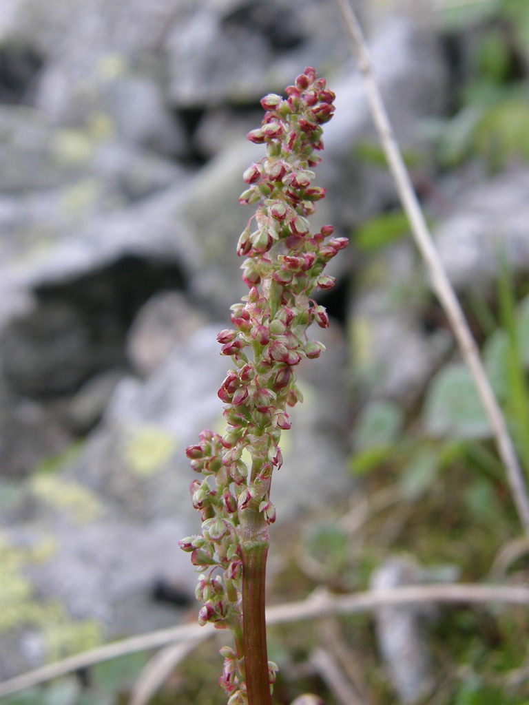 Image of Oxyria digyna specimen.