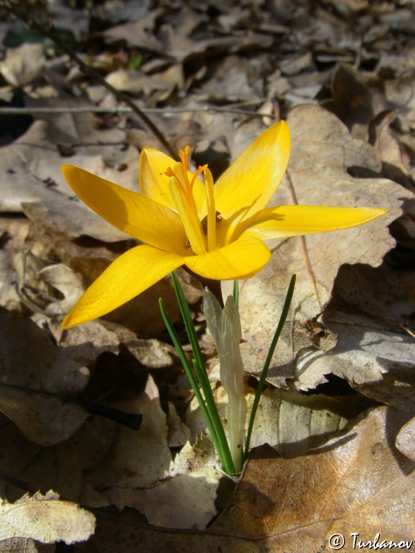 Image of Crocus angustifolius specimen.