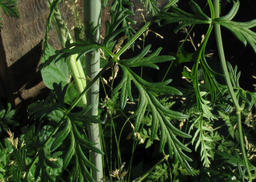 Image of genus Conioselinum specimen.