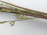 Panicum dichotomiflorum