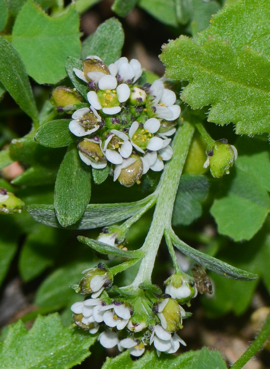 Image of Lobularia arabica specimen.