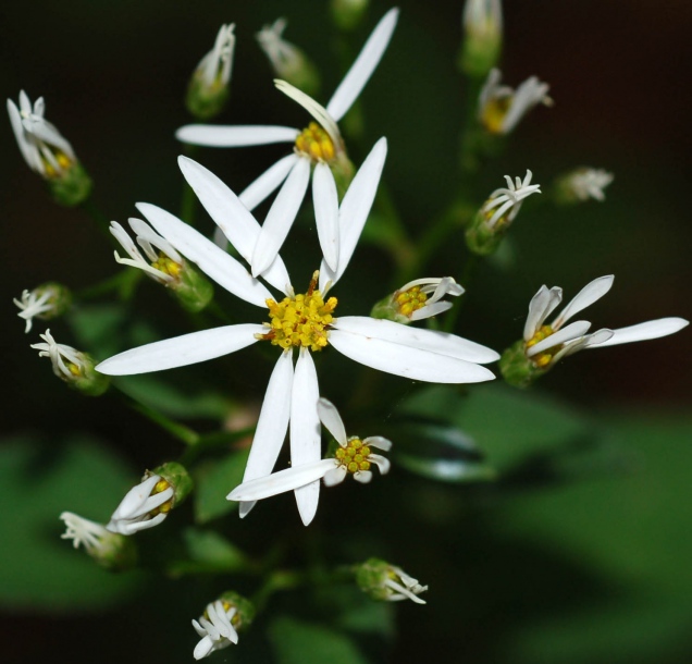 Image of Doellingeria scabra specimen.