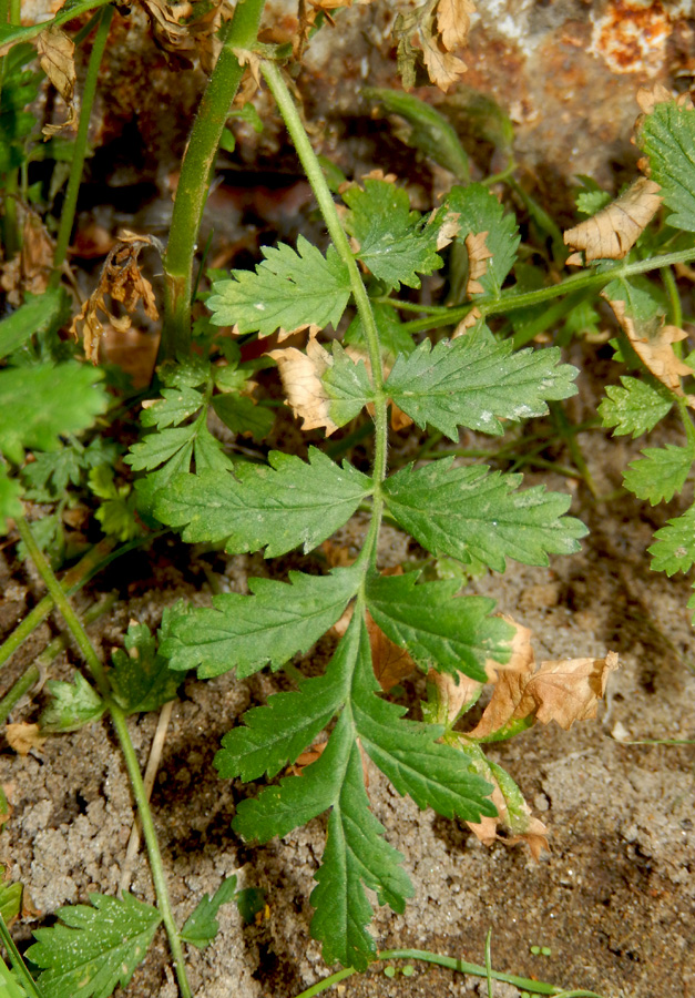 Image of Potentilla supina specimen.