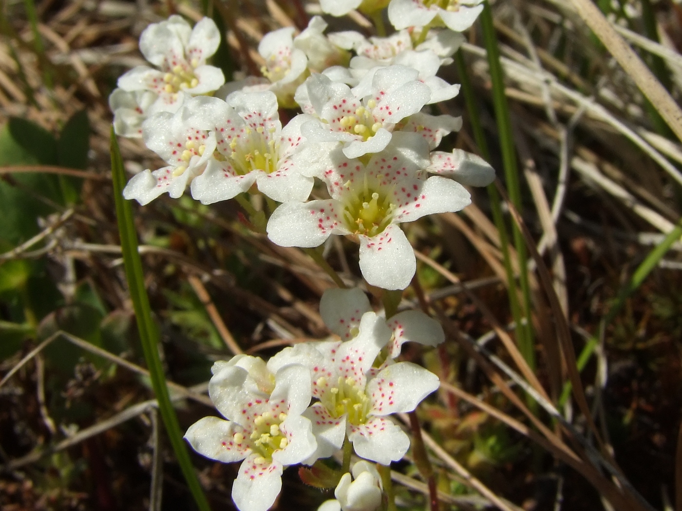 Изображение особи Saxifraga derbekii.