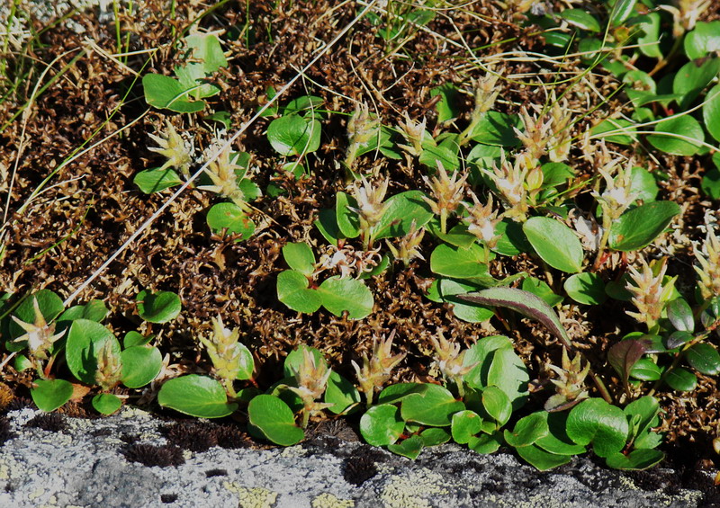 Image of Salix polaris specimen.