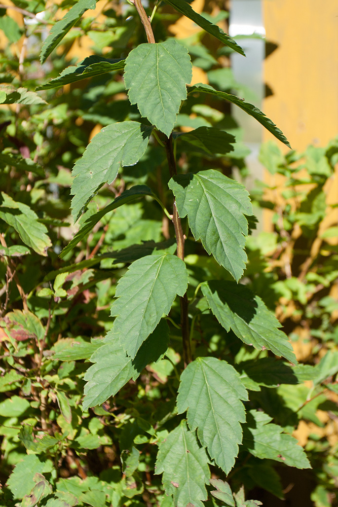 Image of genus Spiraea specimen.