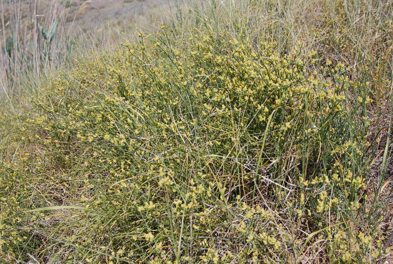 Image of Ephedra distachya specimen.