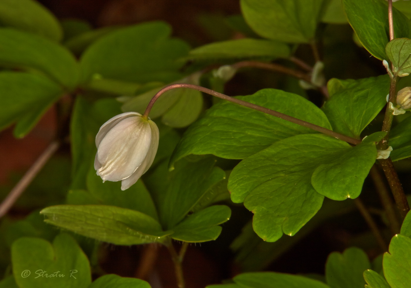 Изображение особи Isopyrum thalictroides.