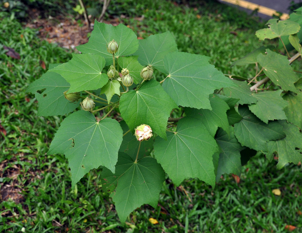 Image of Hibiscus mutabilis specimen.