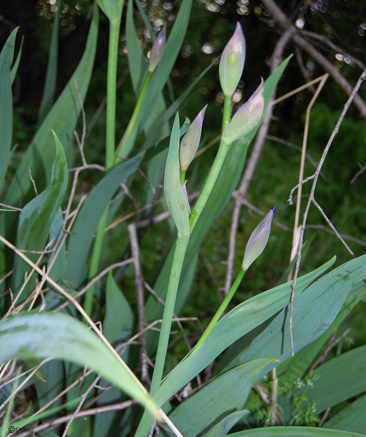 Image of Iris nyaradyana specimen.