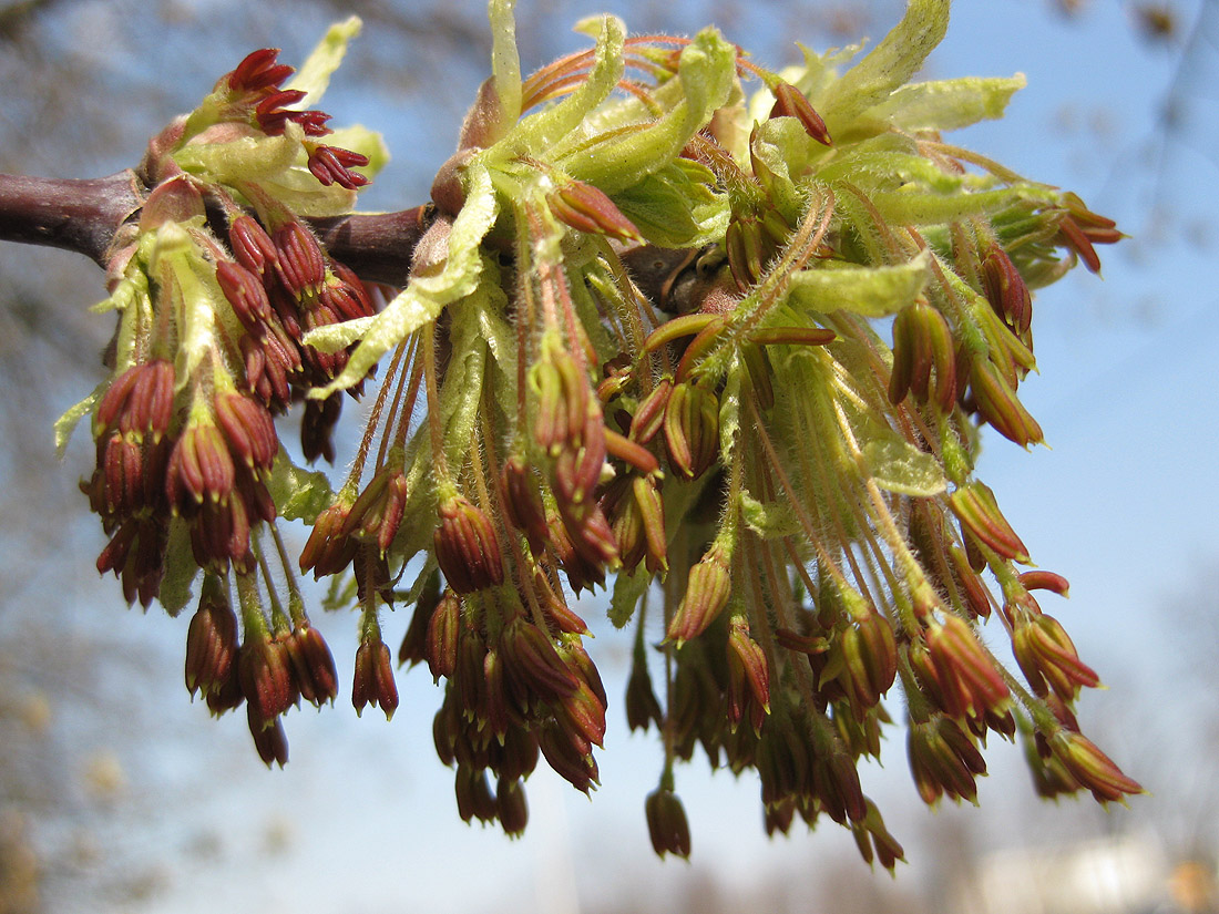 Image of Acer negundo specimen.