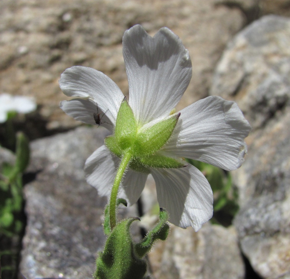 Image of Cerastium undulatifolium specimen.