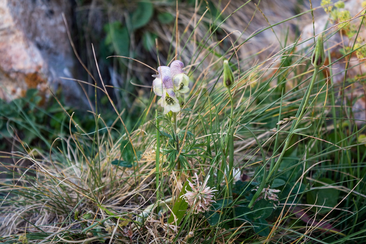 Image of Aconitum confertiflorum specimen.