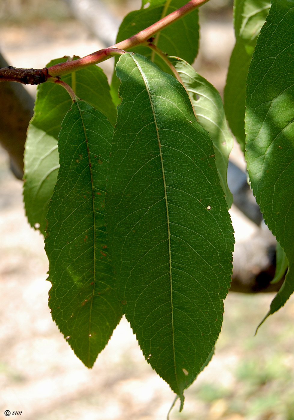 Image of Persica vulgaris specimen.