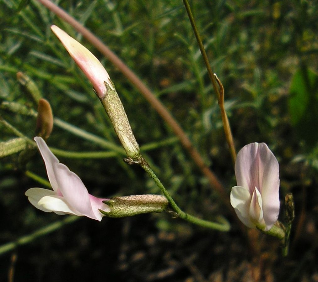 Image of Astragalus ucrainicus specimen.