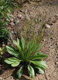 Plantago depressa. Цветущее растение. Якутия, Алданский р-н, г. Томмот, левый берег р. Алдан. 27.06.2016.