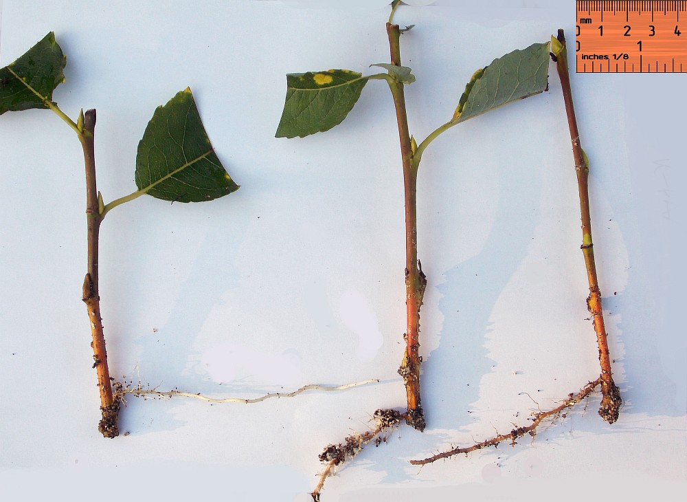 Изображение особи Salix cardiophylla.