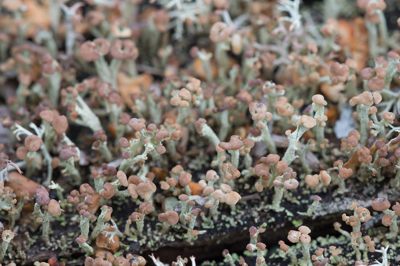 Image of Cladonia botrytes specimen.