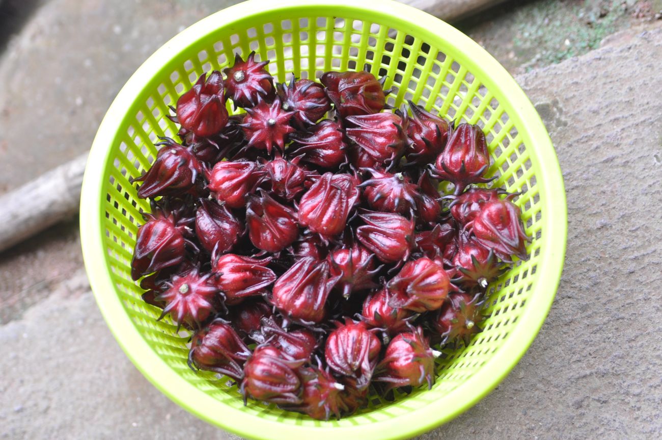 Image of Hibiscus sabdariffa specimen.