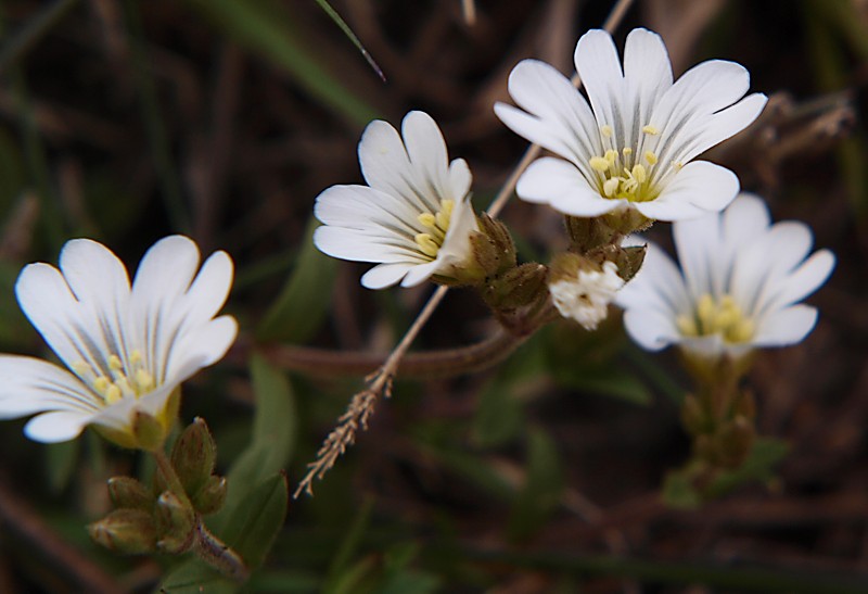 Image of Cerastium arvense specimen.