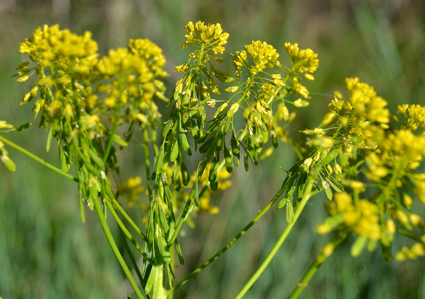 Изображение особи Isatis campestris.