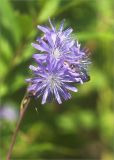 Lactuca sibirica