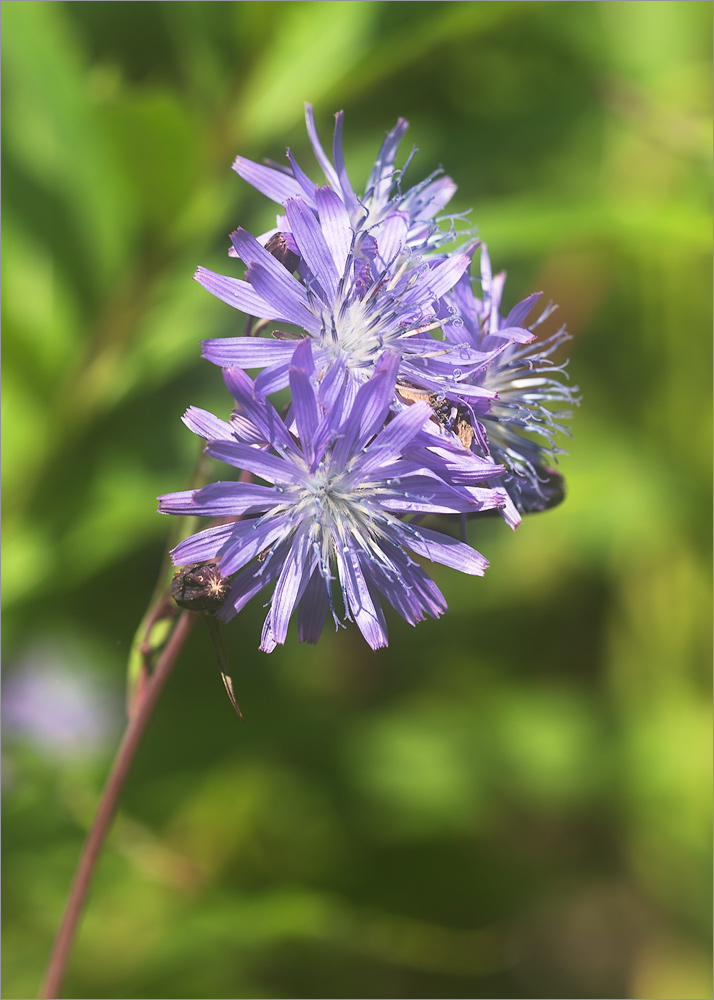 Image of Lactuca sibirica specimen.