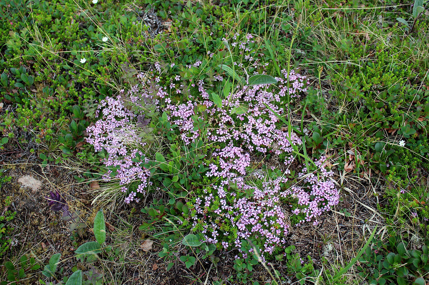 Image of Silene acaulis specimen.